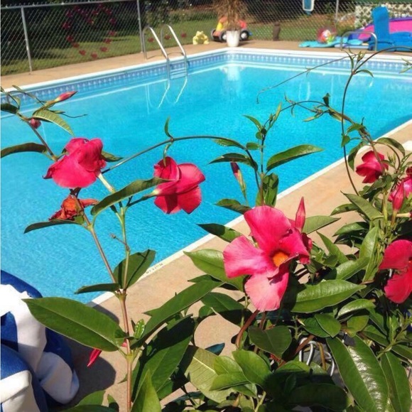 Meet your Posher, Posh - Picture 3 of 4